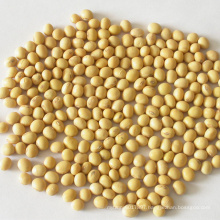 vegetable green bulk  bean soybean seeds  non gmo